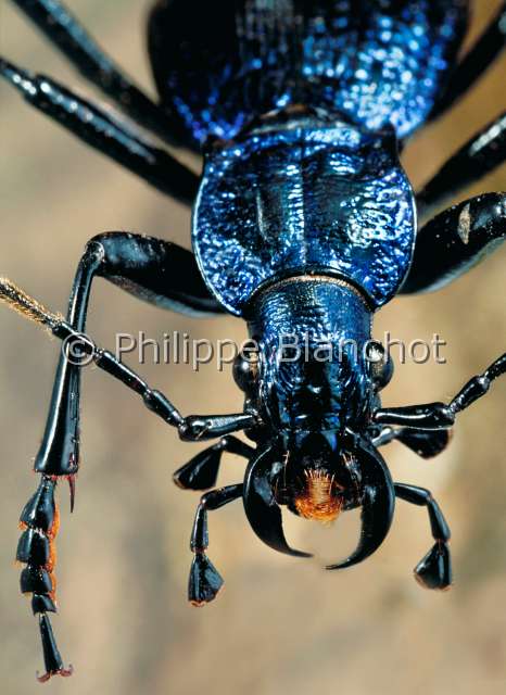 Carabus intricatus.JPG - in "Portraits d'insectes" ed. SeuilCarabus intricatusCarabe intriqueGround beetleColeopteraCarabidaeFrance